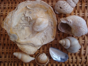shells 035