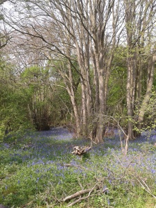 Bluebells to look forward to